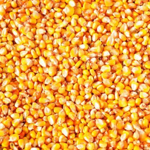 ANIMAL FEED CORN